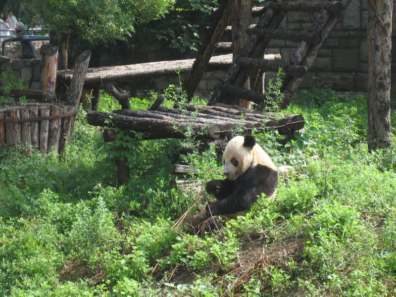 Beijing_05_Beijing_Zoo_001.jpg