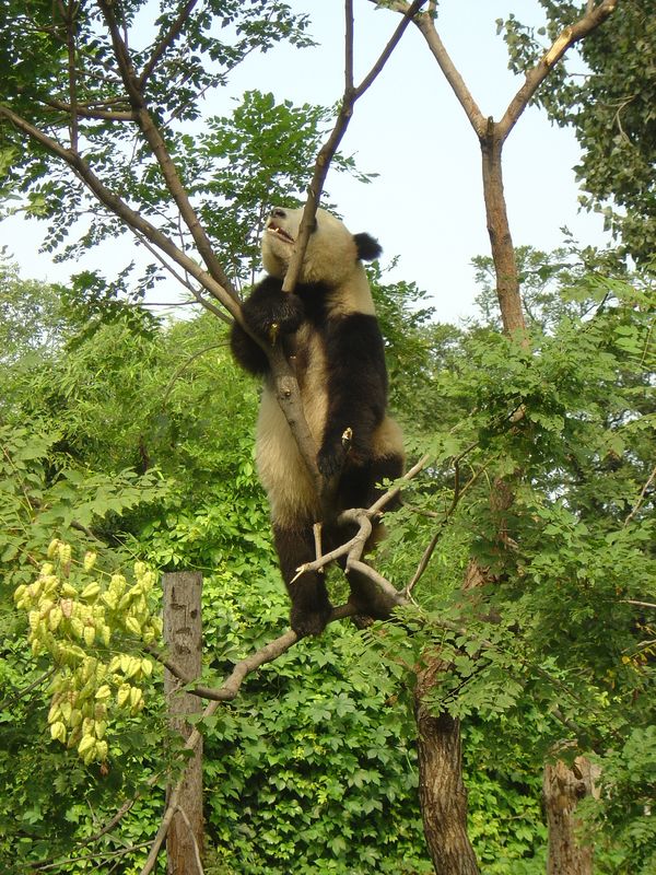 Beijing_05_Beijing_Zoo_004.jpg