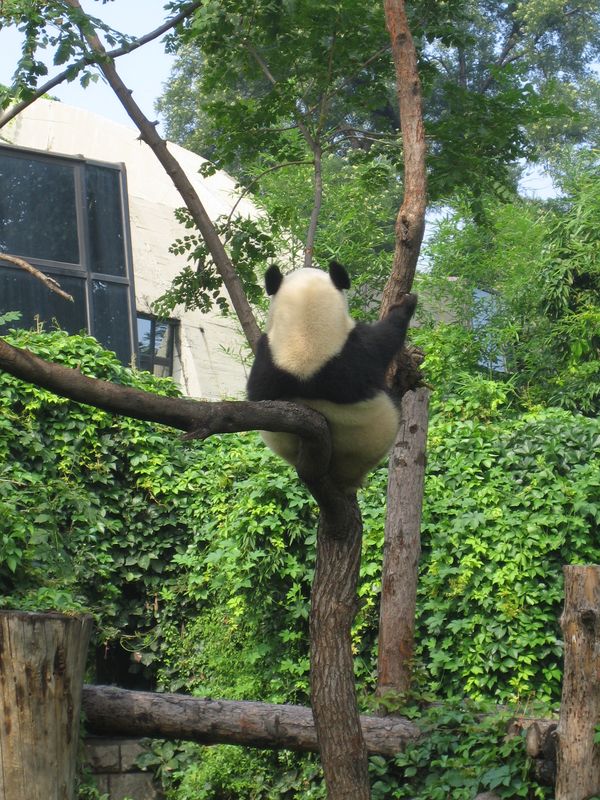 Beijing_05_Beijing_Zoo_016.jpg