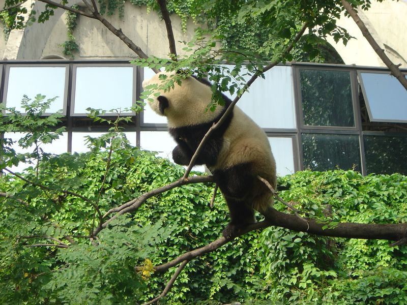 Beijing_05_Beijing_Zoo_018.jpg