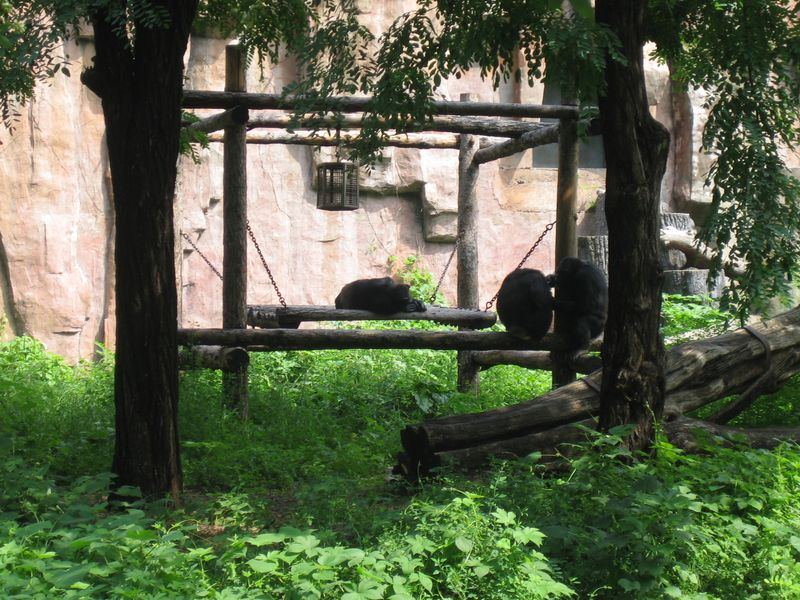 Beijing_05_Beijing_Zoo_027.jpg
