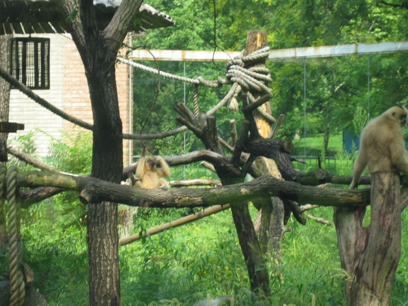 Beijing_05_Beijing_Zoo_029.jpg
