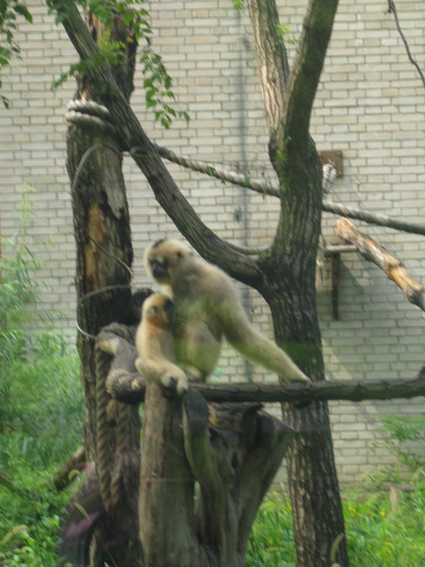 Beijing_05_Beijing_Zoo_032.jpg