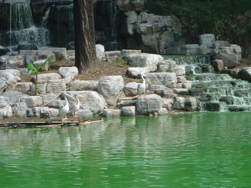 Beijing_05_Beijing_Zoo_036.jpg