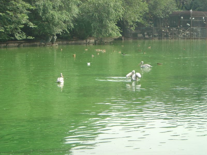 Beijing_05_Beijing_Zoo_037.jpg