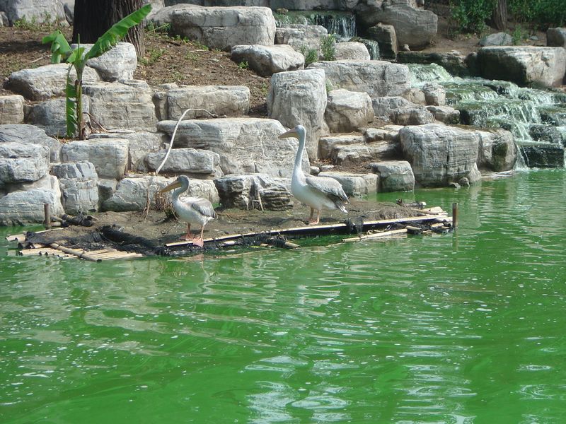 Beijing_05_Beijing_Zoo_039.jpg