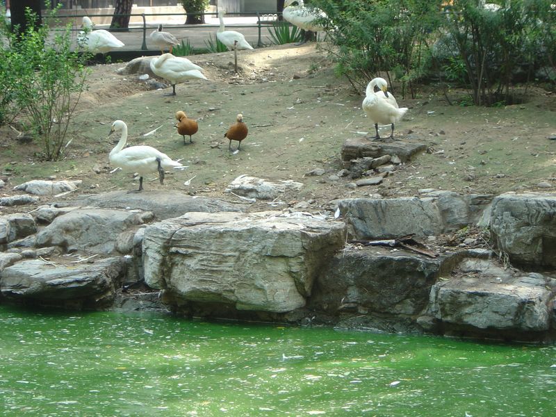 Beijing_05_Beijing_Zoo_041.jpg