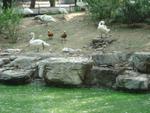Beijing_05_Beijing_Zoo_041.jpg