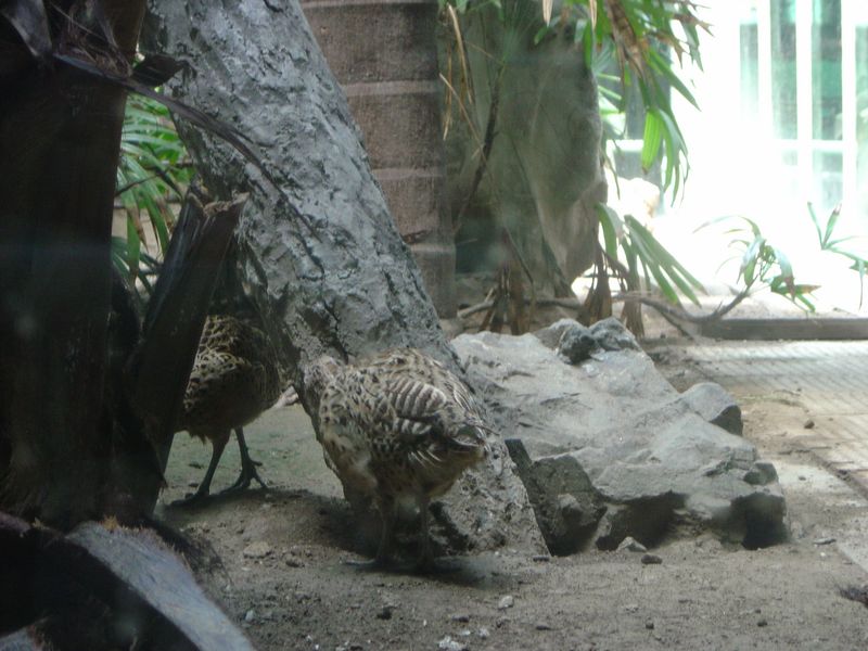 Beijing_05_Beijing_Zoo_067.jpg