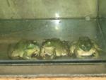 Beijing_05_Food_008.jpg