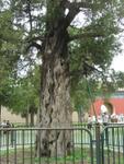 Beijing_05_Temple_of_Heaven_025.jpg