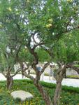 Xi_an_05_Huaqing_Hot_Spring_Palace_017.jpg