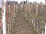 Vinograd