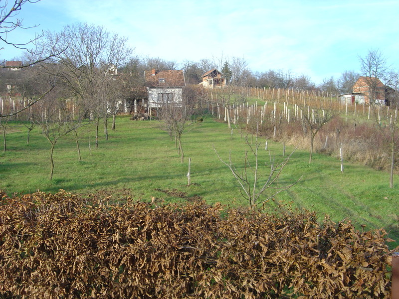 DSC05946.jpg