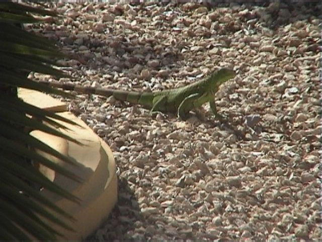 Aruba-022.JPG