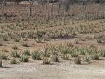 Aruba-073.JPG