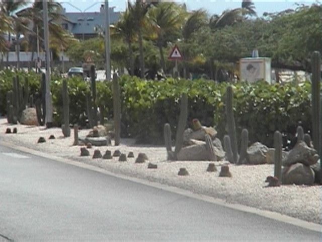 Aruba-096.JPG
