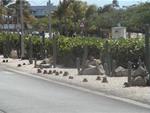 Aruba-096.JPG