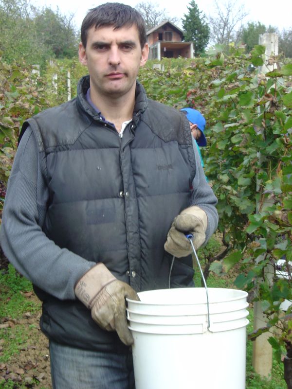 Berba-014.JPG