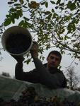 Berba-018.JPG