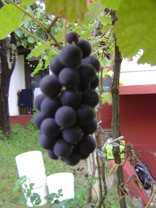 Berba-021.JPG