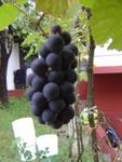 Berba-021.JPG