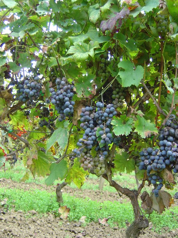 Berba-045.JPG