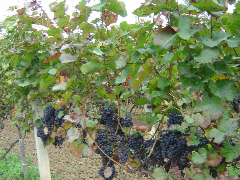 Berba-046.JPG