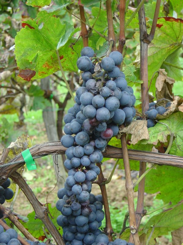Berba-101.JPG
