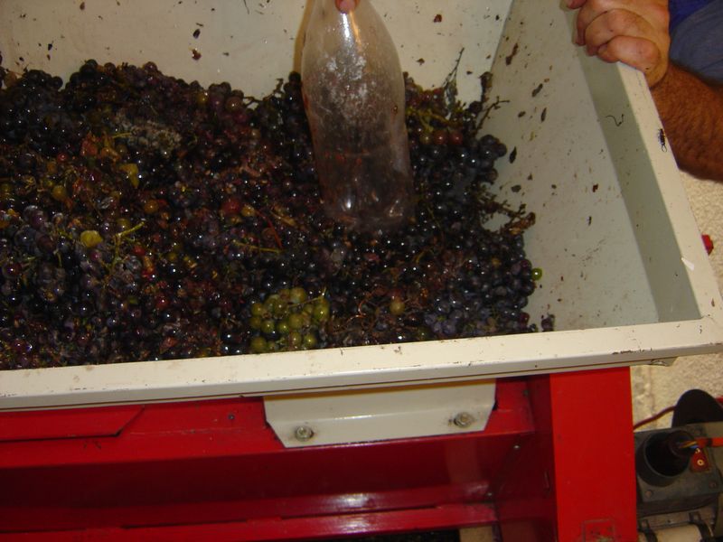 Berba-138.JPG