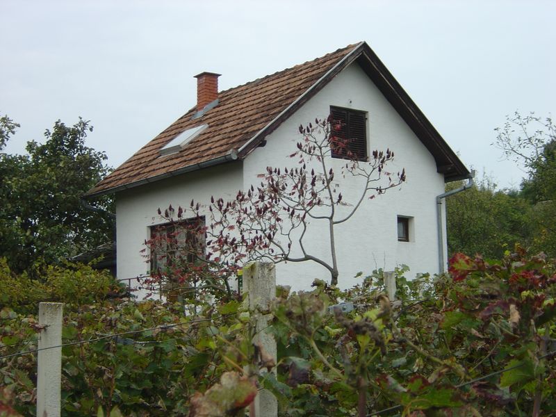 Berba-156.JPG