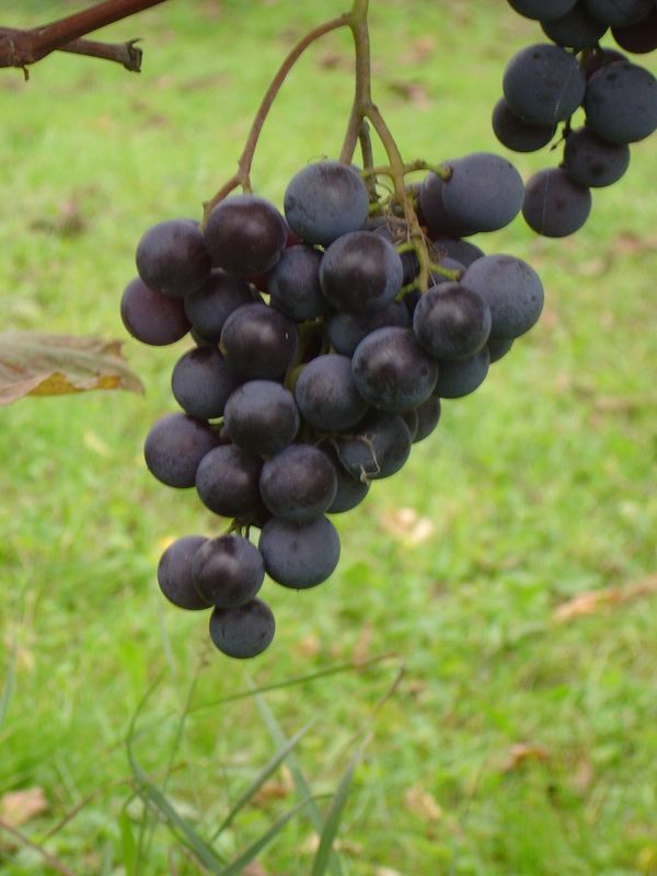 Berba-163.JPG