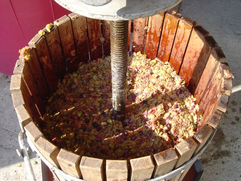 Berba-175.JPG
