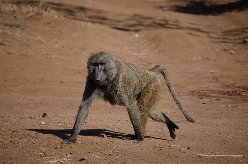 Monkeys -003.jpg