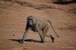 Monkeys -003.jpg
