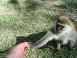 Monkeys -006.jpg