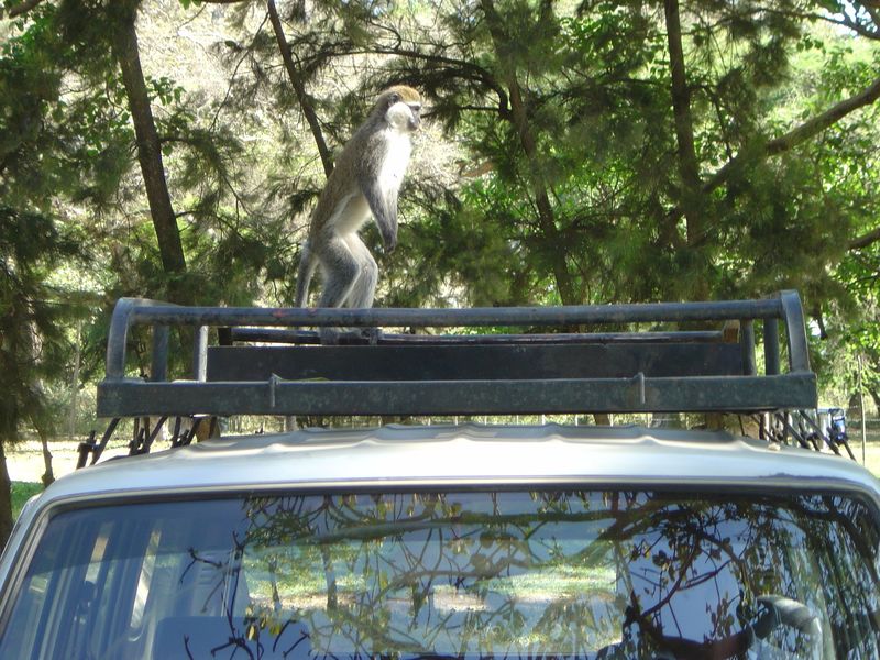 Monkeys -007_001.jpg