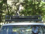 Monkeys -007_001.jpg
