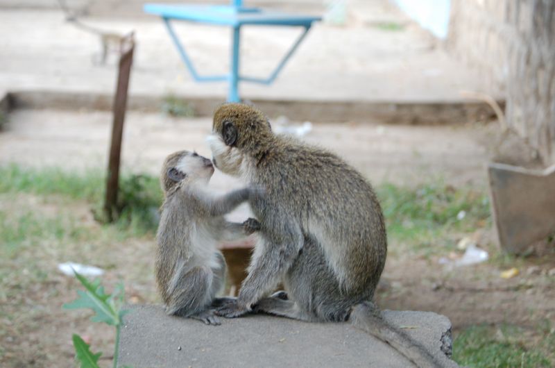 Monkeys -008.jpg