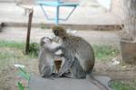 Monkeys -008.jpg