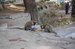 Monkeys -010.jpg