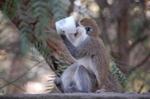 Monkeys -015.jpg