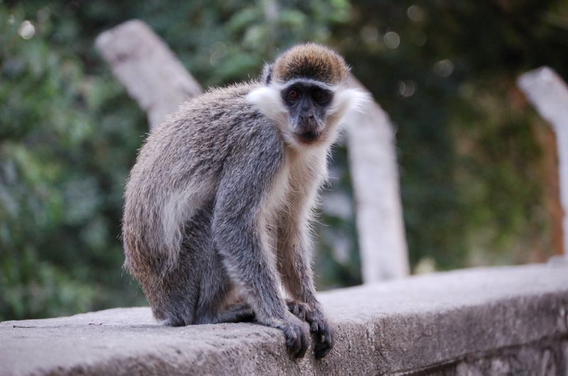 Monkeys -016.jpg