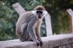 Monkeys -016.jpg