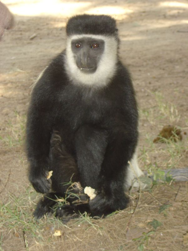 Monkeys -021.jpg