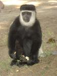 Monkeys -021.jpg