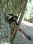 Monkeys -023.jpg