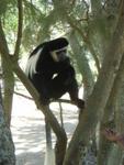 Monkeys -025.jpg