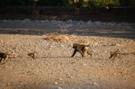 Monkeys -040.jpg