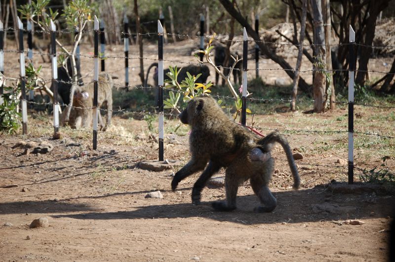 Monkeys -047.jpg